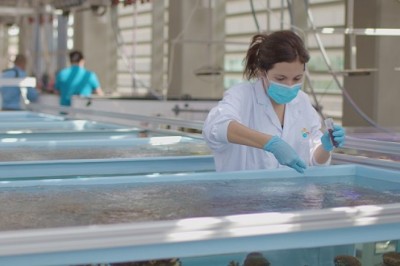 Probiotics for Corals Boost Resilience, Help Prevent Mortality