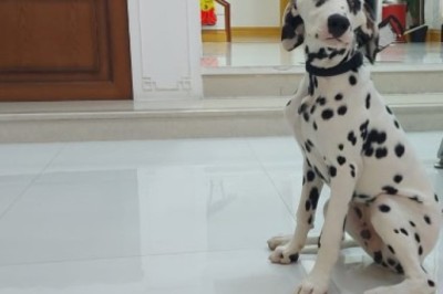 Pet Clinic in Dubai | Animal Specialist Clinic Dubai | UAE