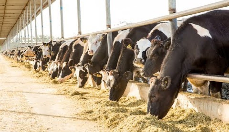 Made in UAE Documentary by Media One Featuring Al Rawabi Dairy Company