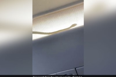 Watch: Passengers Spotted A Snake Inside An AirAsia Flight. Then...