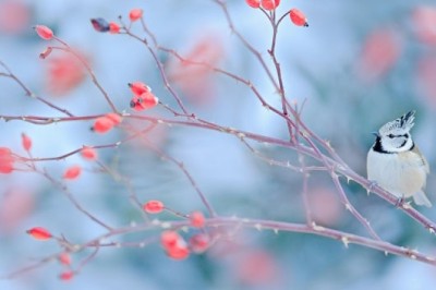 85 Funny January Quotes for a Happy and Hilarious Winter Month